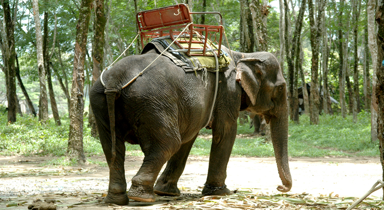 Tierschutz Elefant für Touristen